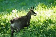 Un chamois qui a dérangé notre photographe.